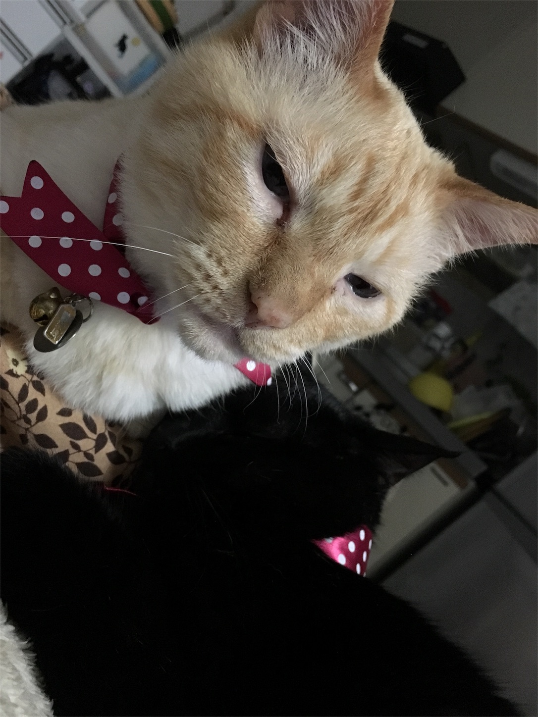 f:id:nekobacafe:20190512205949j:image