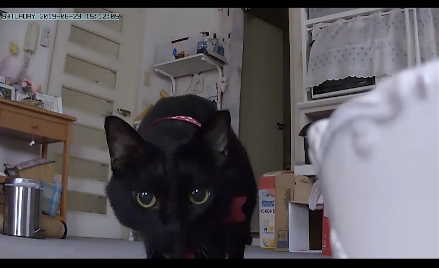 f:id:nekobacafe:20190705082033j:image