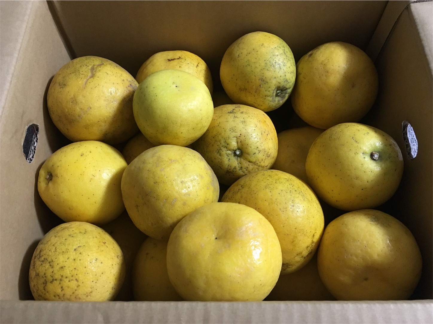 f:id:nekobacafe:20190706202303j:image f:id:nekobacafe:20190706202303j:image