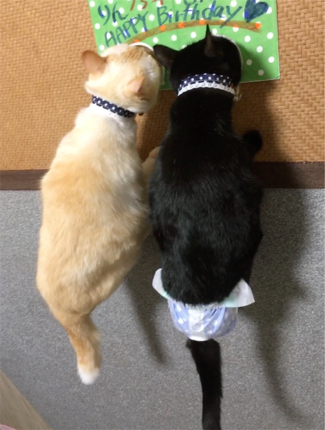 f:id:nekobacafe:20190815195314j:image