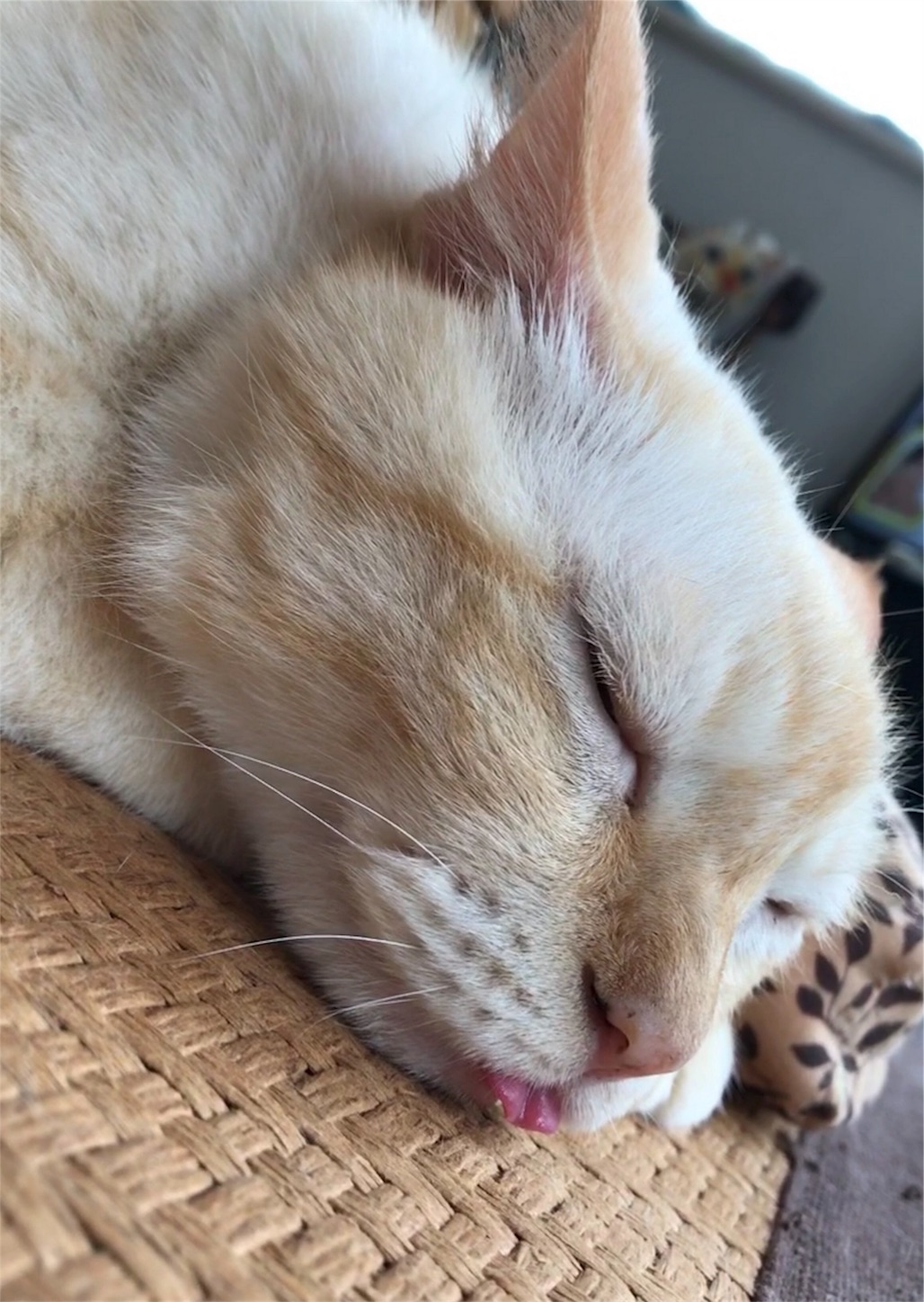 f:id:nekobacafe:20190818214156j:image