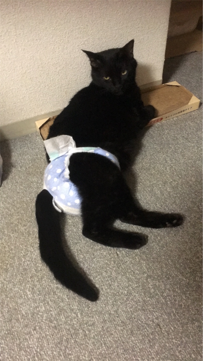 f:id:nekobacafe:20190818214421j:image