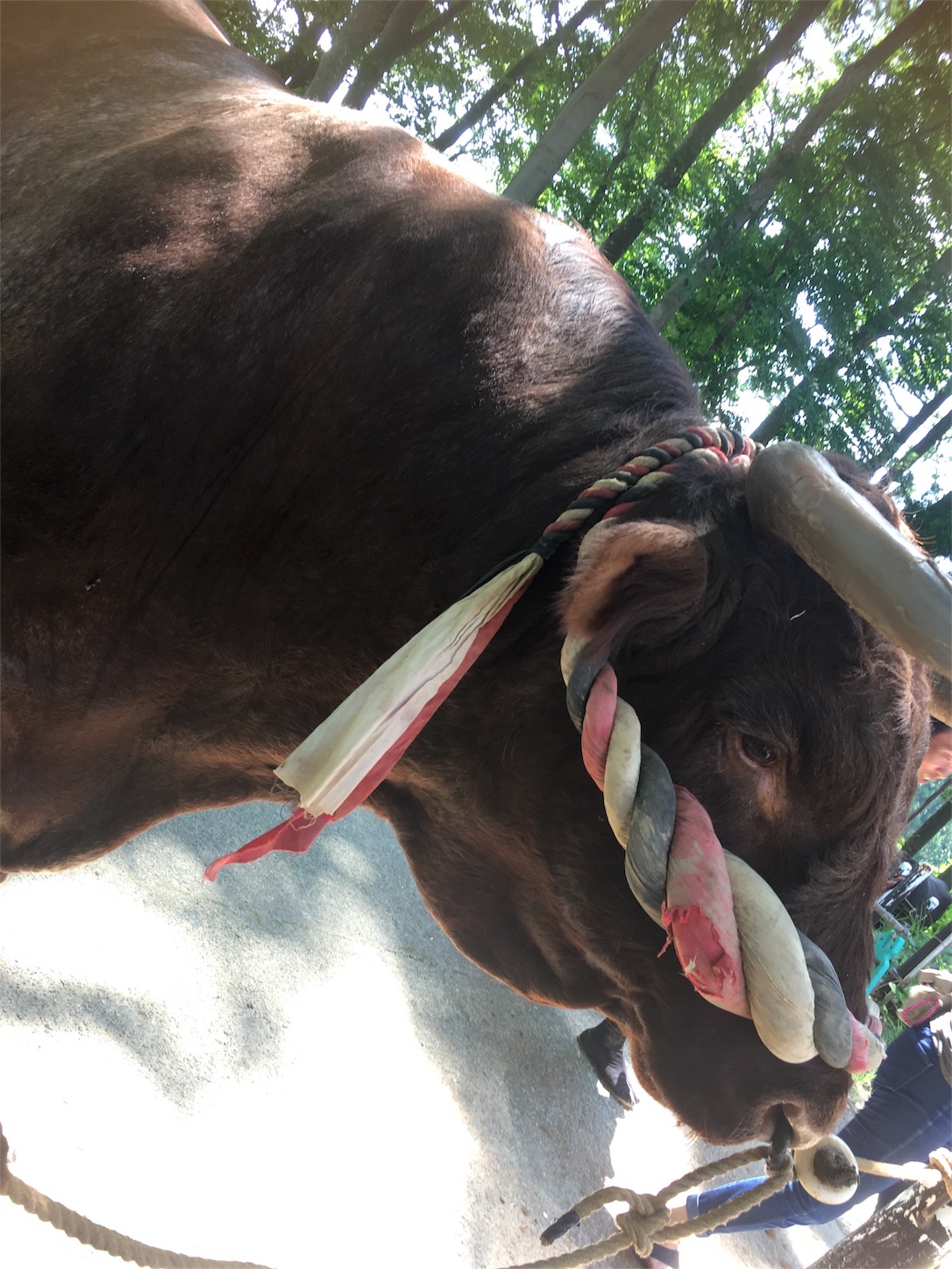 f:id:nekobacafe:20190830103333j:image