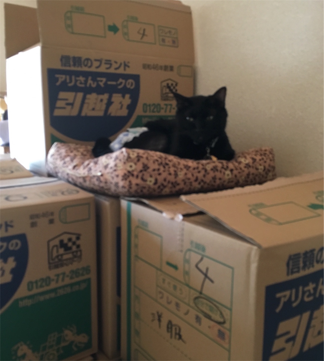 f:id:nekobacafe:20191027104234j:image f:id:nekobacafe:20191027104234j:image