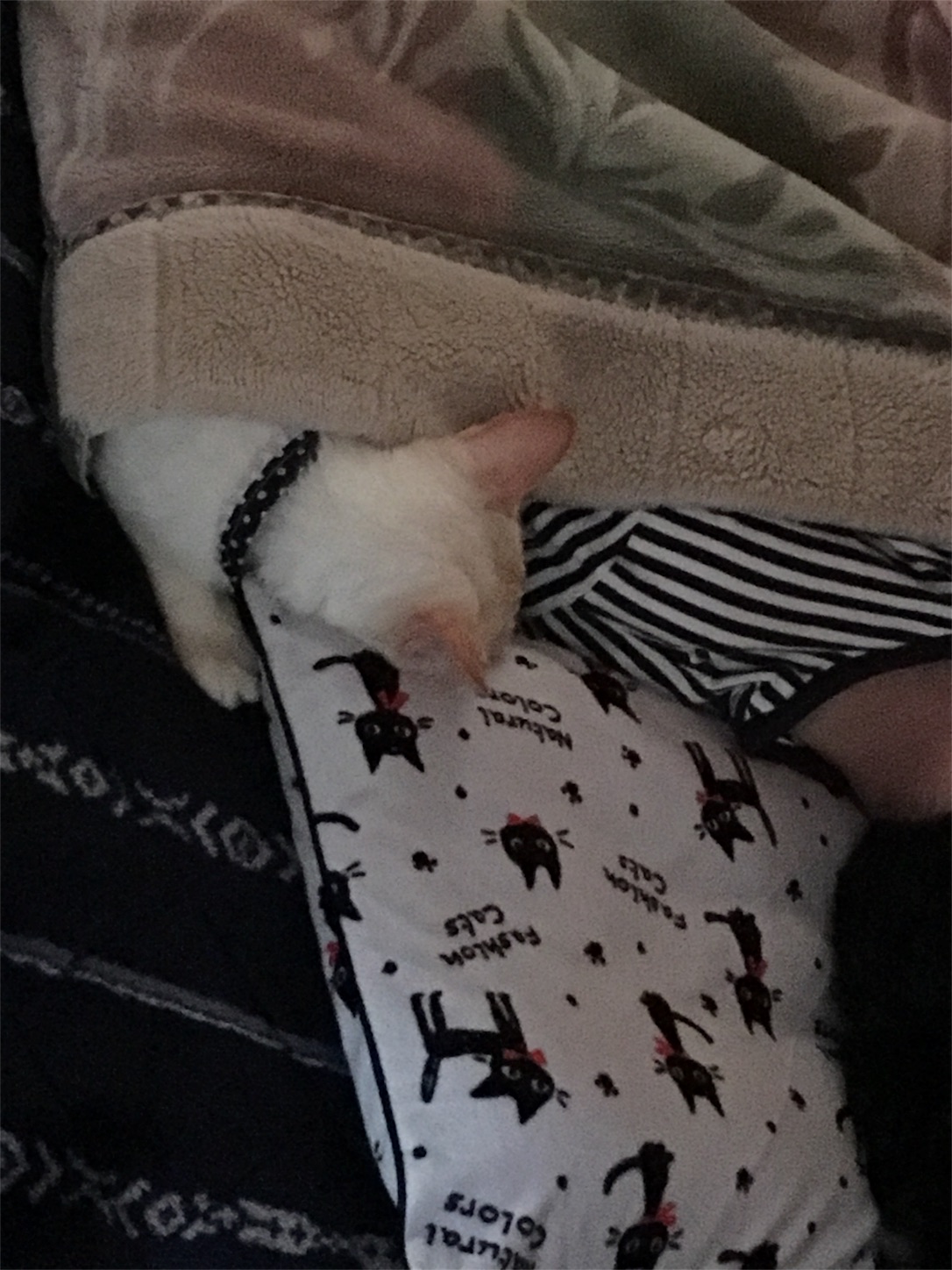 f:id:nekobacafe:20191115062950j:image