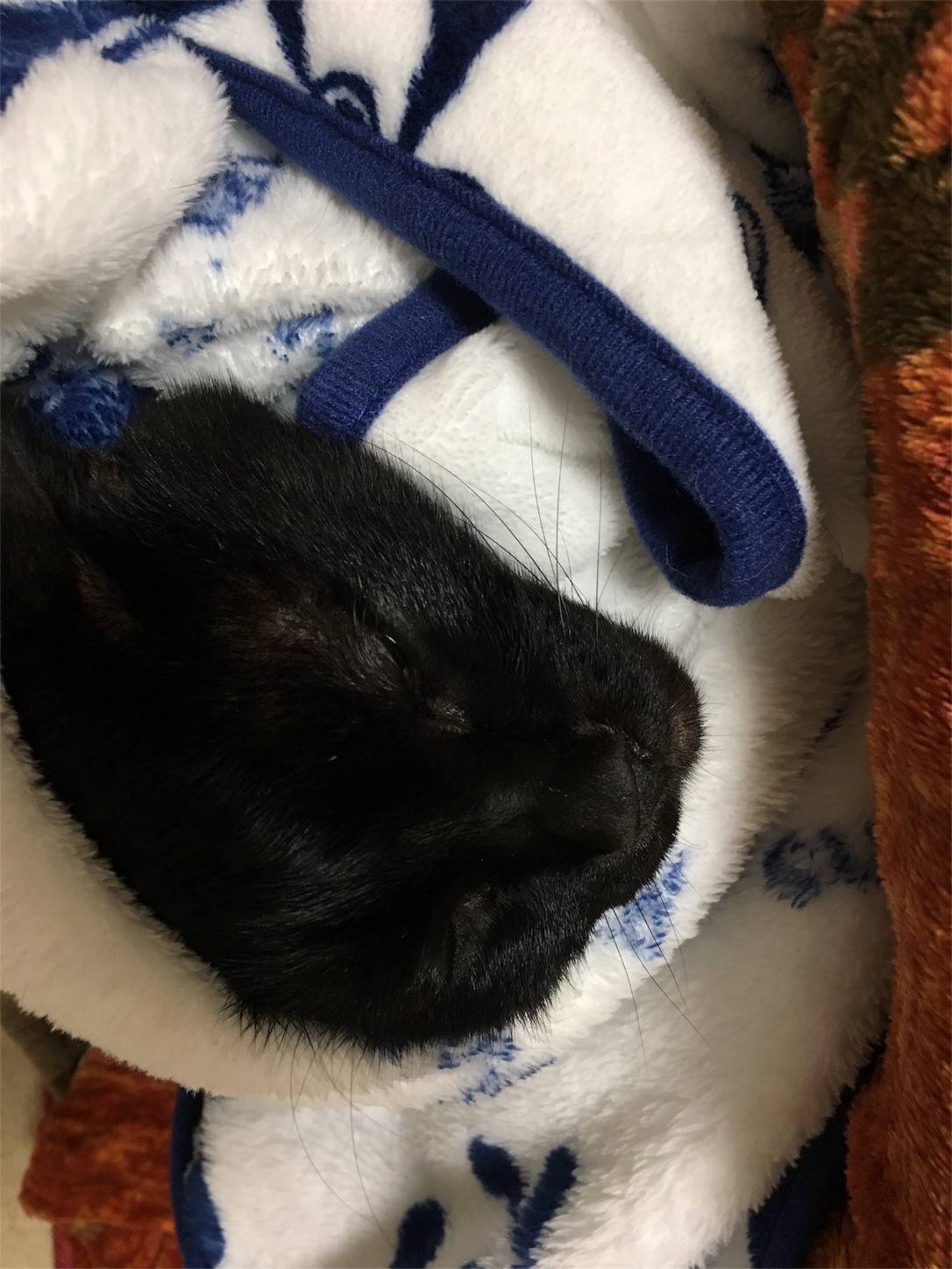 f:id:nekobacafe:20191116180125j:image f:id:nekobacafe:20191116180125j:image