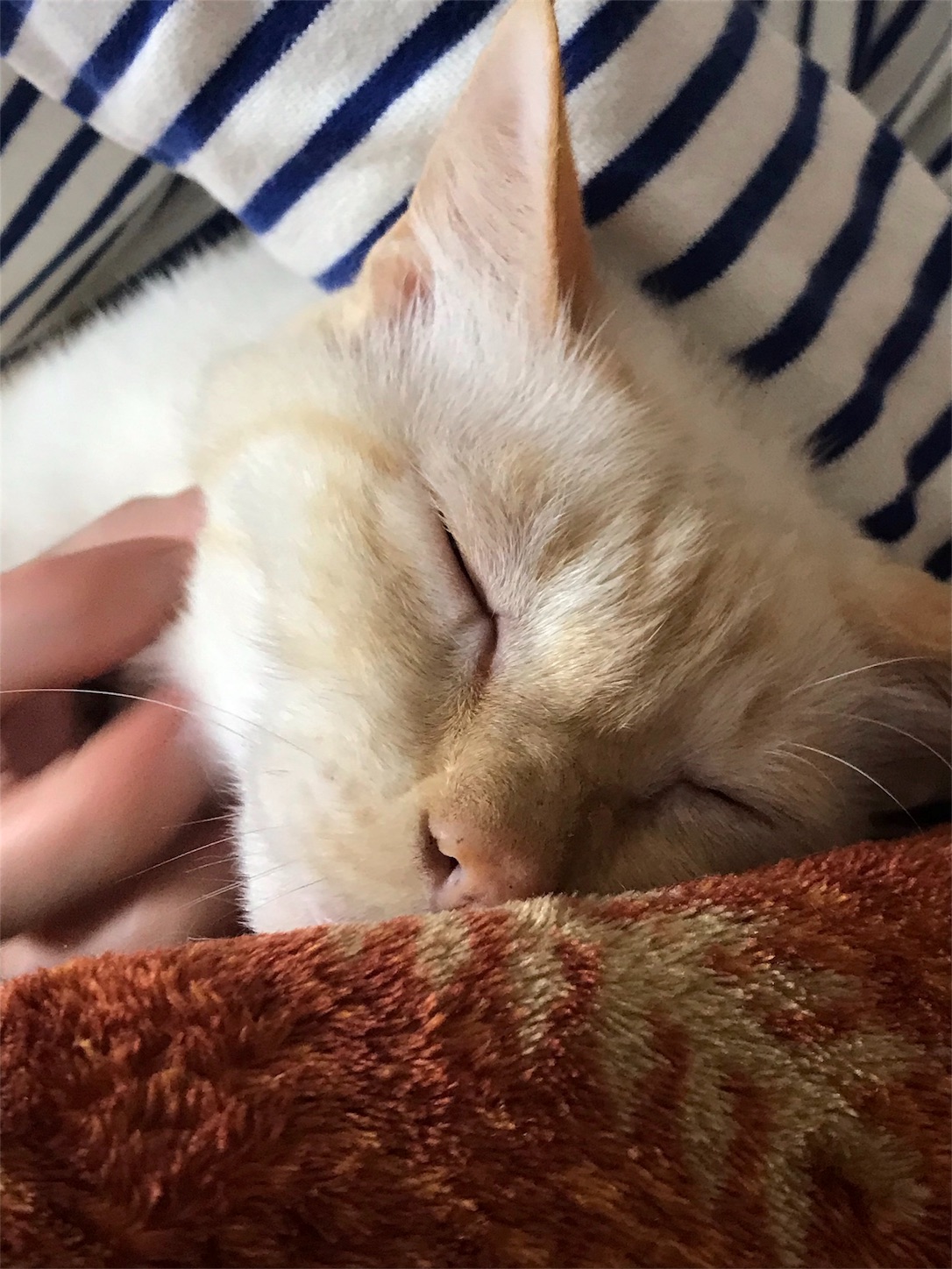 f:id:nekobacafe:20191116180302j:image f:id:nekobacafe:20191116180302j:image