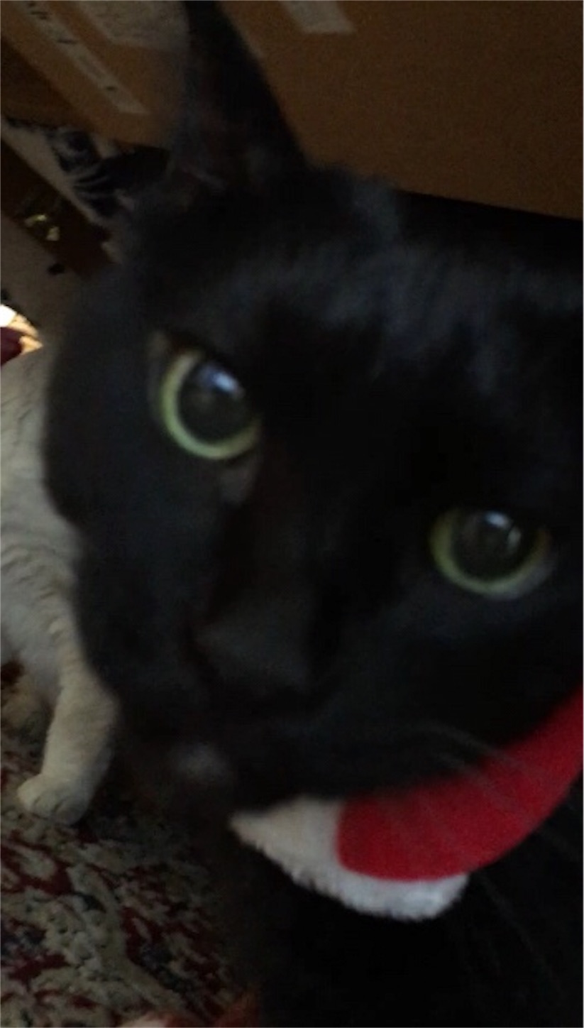 f:id:nekobacafe:20191209214849j:image