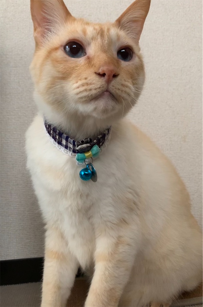 f:id:nekobacafe:20200323130426j:image