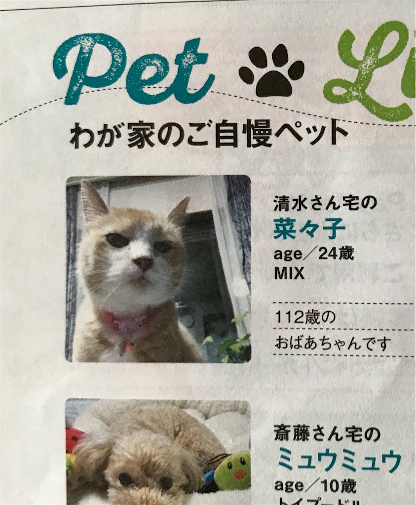 f:id:nekobacafe:20200427195857j:image