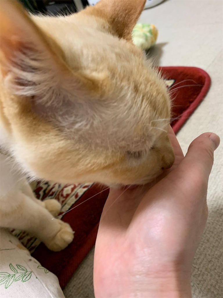 f:id:nekobacafe:20200601214959j:image