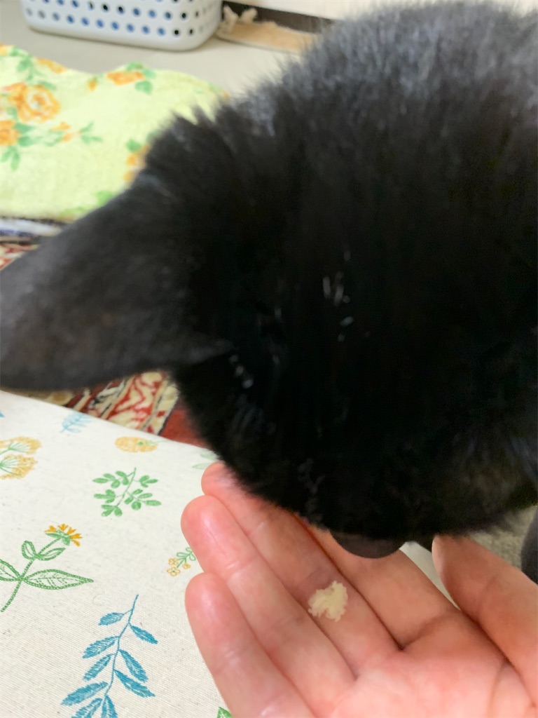 f:id:nekobacafe:20200601215004j:image
