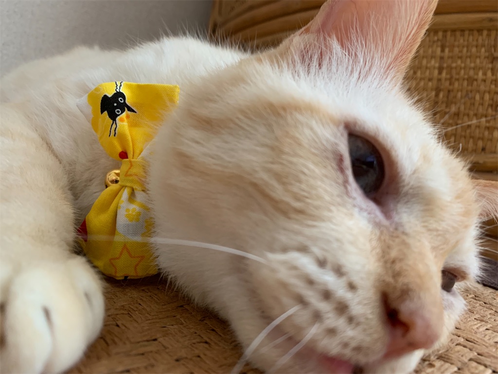 f:id:nekobacafe:20200815221626j:image f:id:nekobacafe:20200815221626j:image
