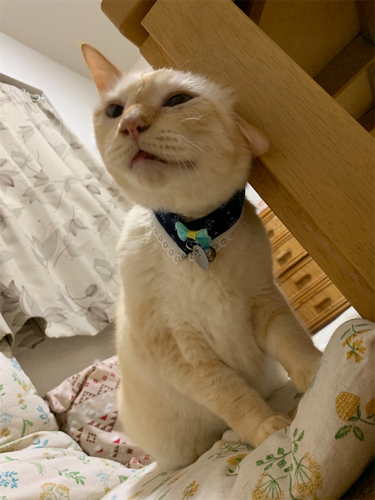 f:id:nekobacafe:20200815221934j:image f:id:nekobacafe:20200815221934j:image