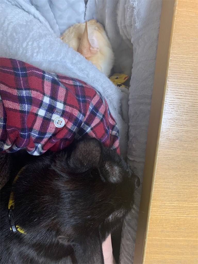 f:id:nekobacafe:20210129201415j:image