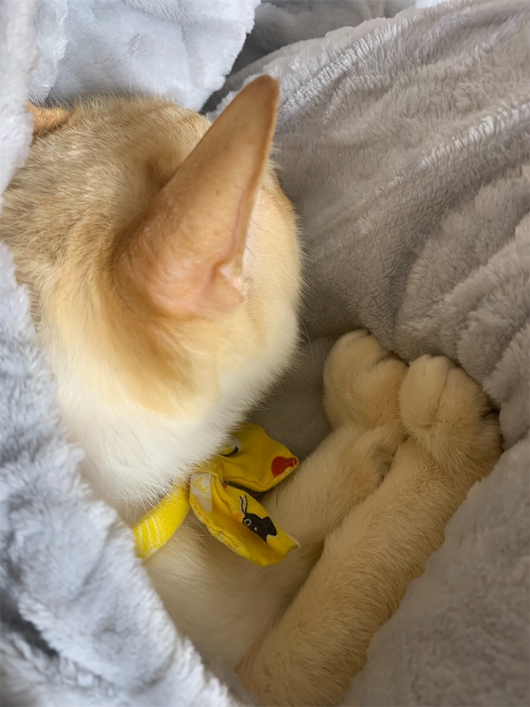 f:id:nekobacafe:20210129201841j:image