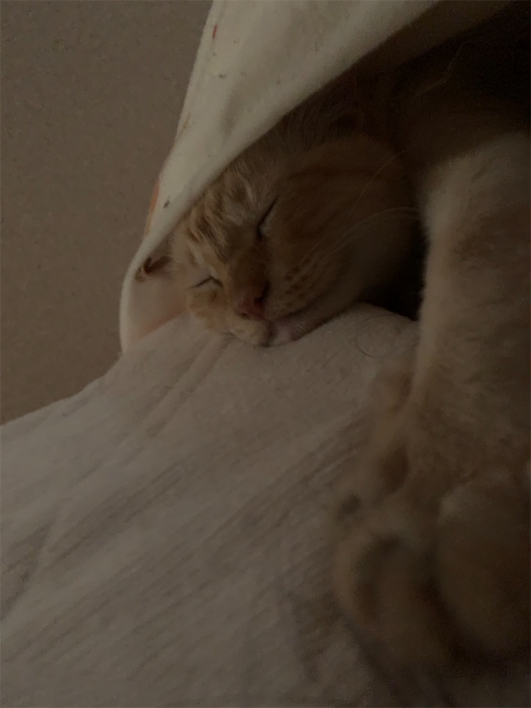 f:id:nekobacafe:20210505191333j:image