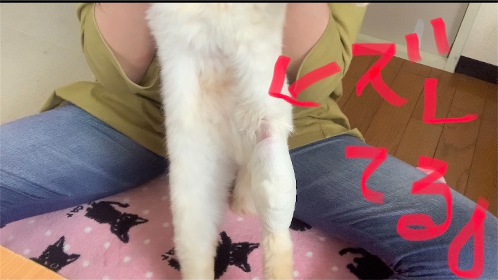 f:id:nekobacafe:20210529003401j:image f:id:nekobacafe:20210529003401j:image