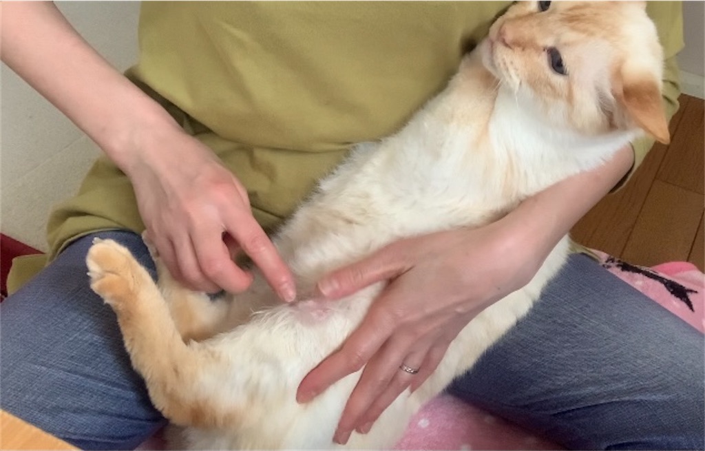 f:id:nekobacafe:20210529003404j:image f:id:nekobacafe:20210529003404j:image