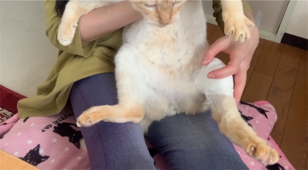 f:id:nekobacafe:20210529003411j:image f:id:nekobacafe:20210529003411j:image