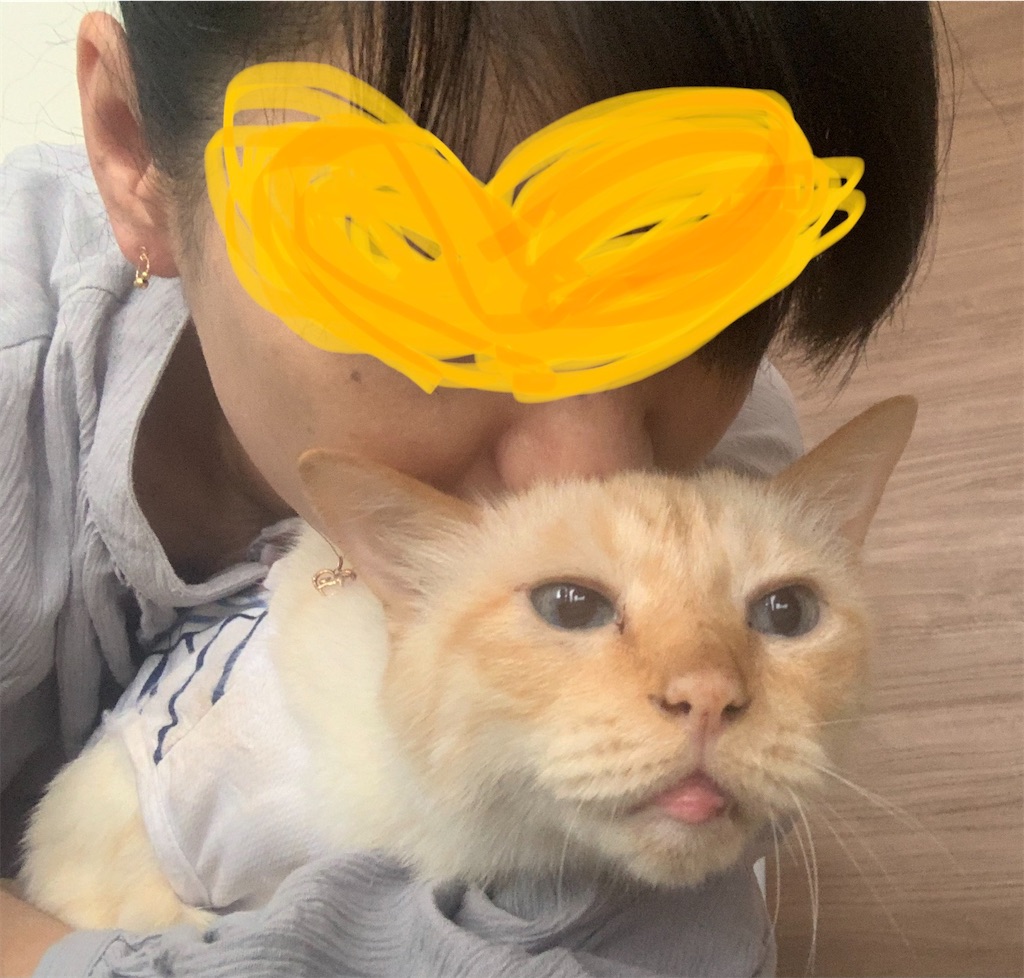 f:id:nekobacafe:20210617081416j:image