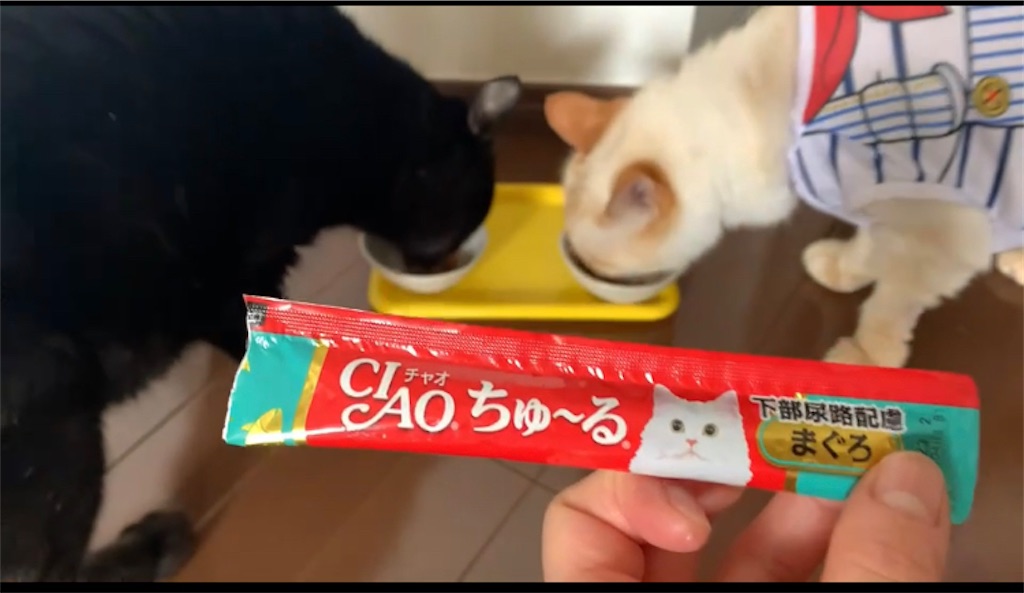 f:id:nekobacafe:20210628164314j:image