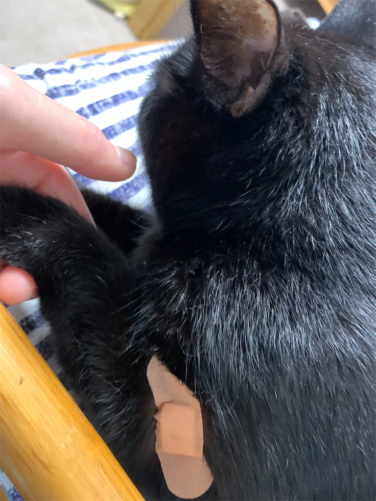 f:id:nekobacafe:20210708064204j:image