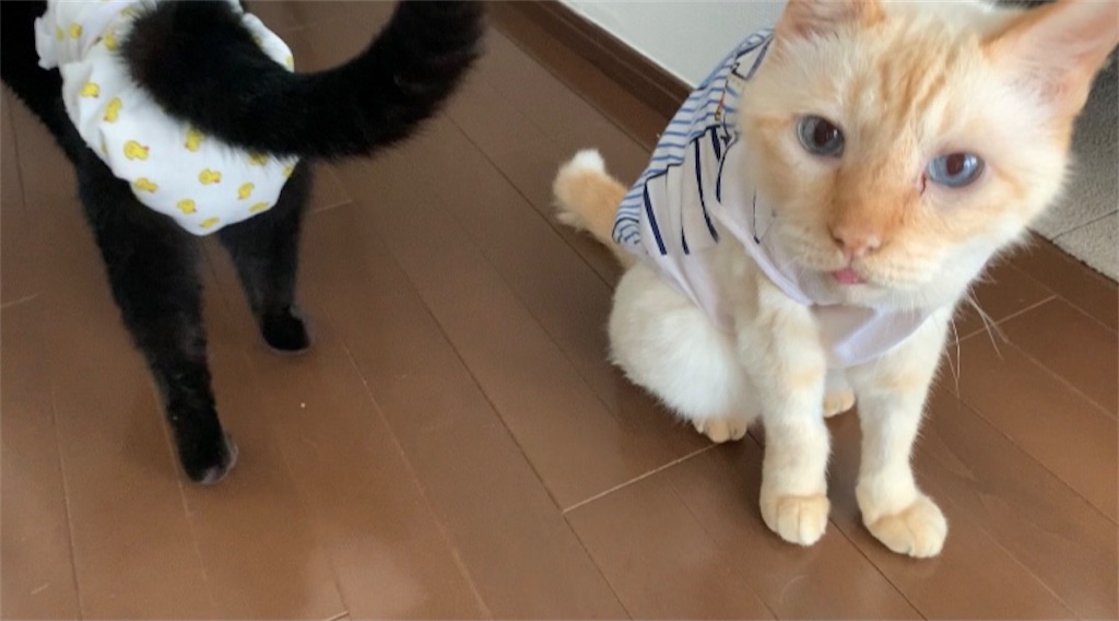 f:id:nekobacafe:20210711105346j:image