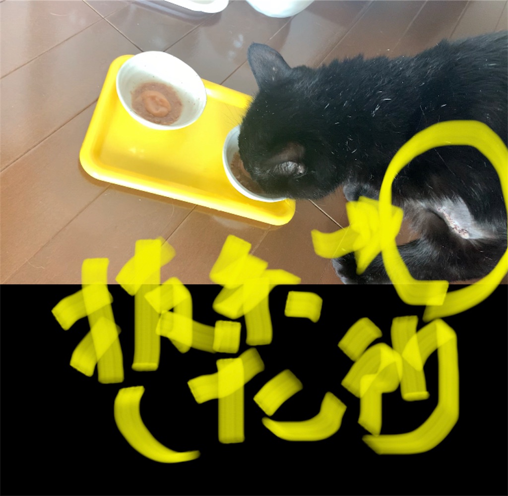f:id:nekobacafe:20210725112827j:image