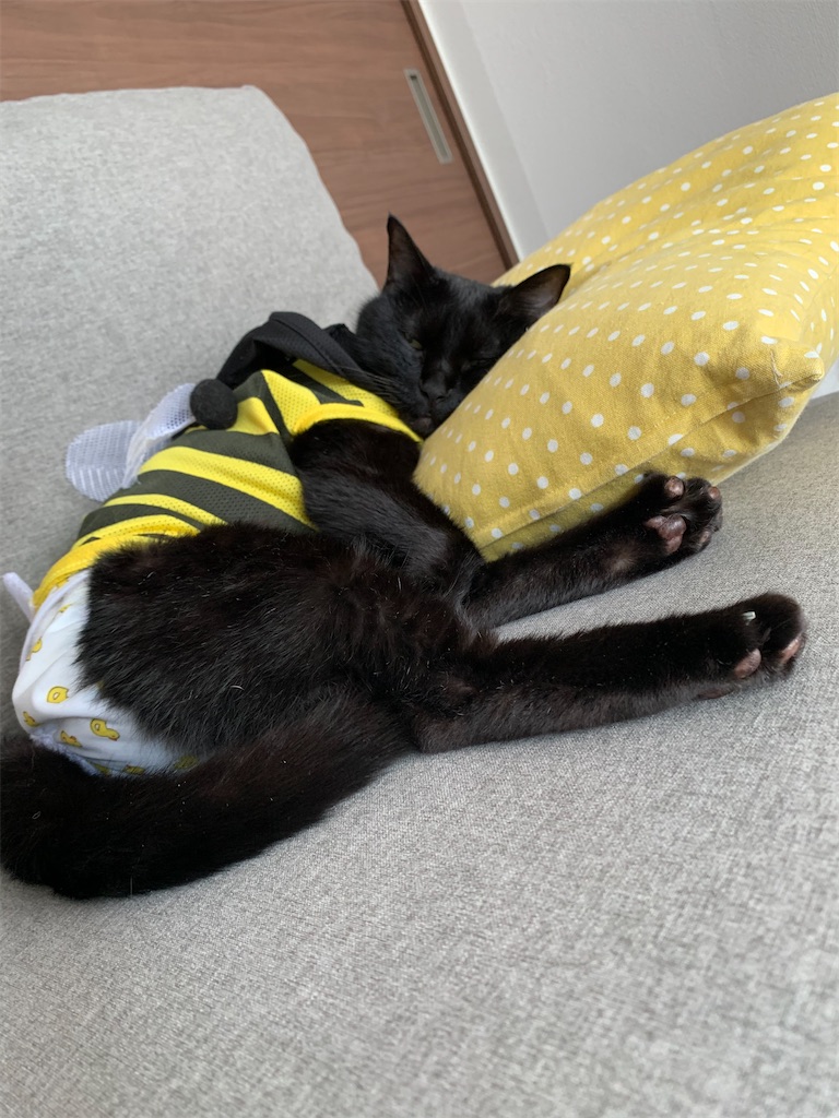 f:id:nekobacafe:20210807191739j:image f:id:nekobacafe:20210807191739j:image