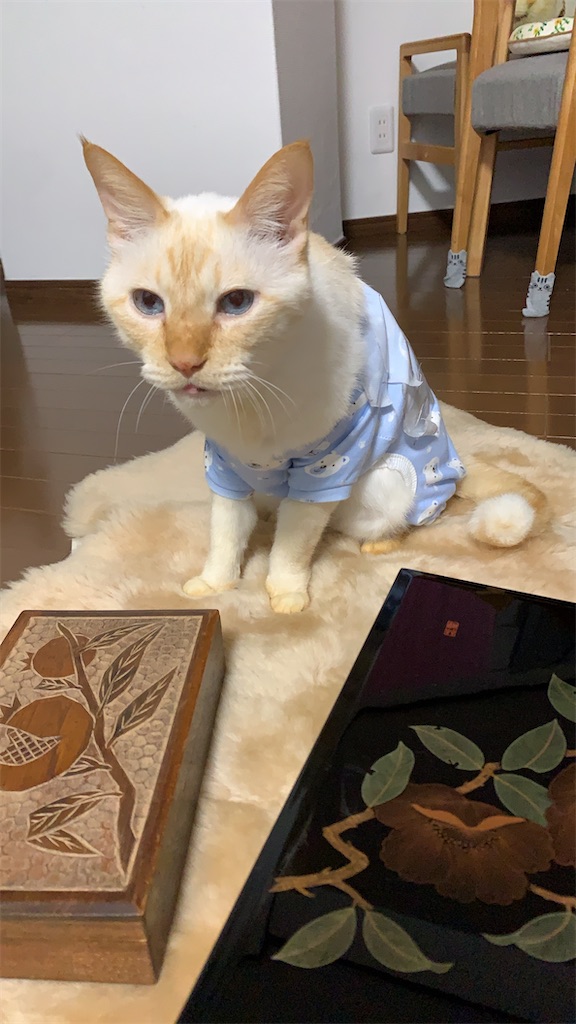 f:id:nekobacafe:20211119103205j:image