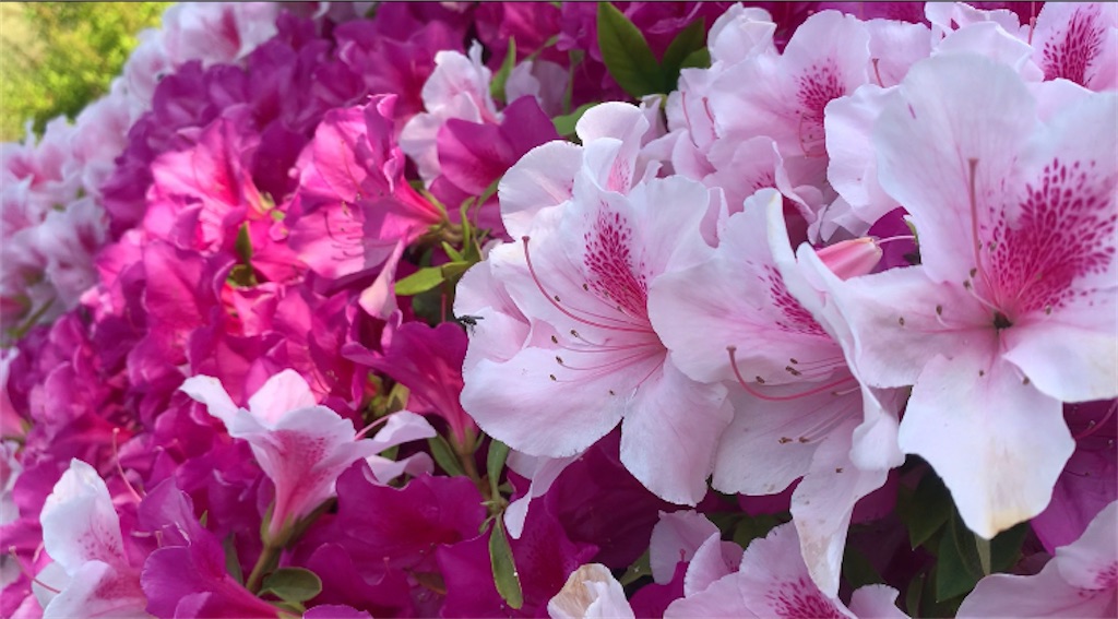f:id:nekobacafe:20220525090813j:image
