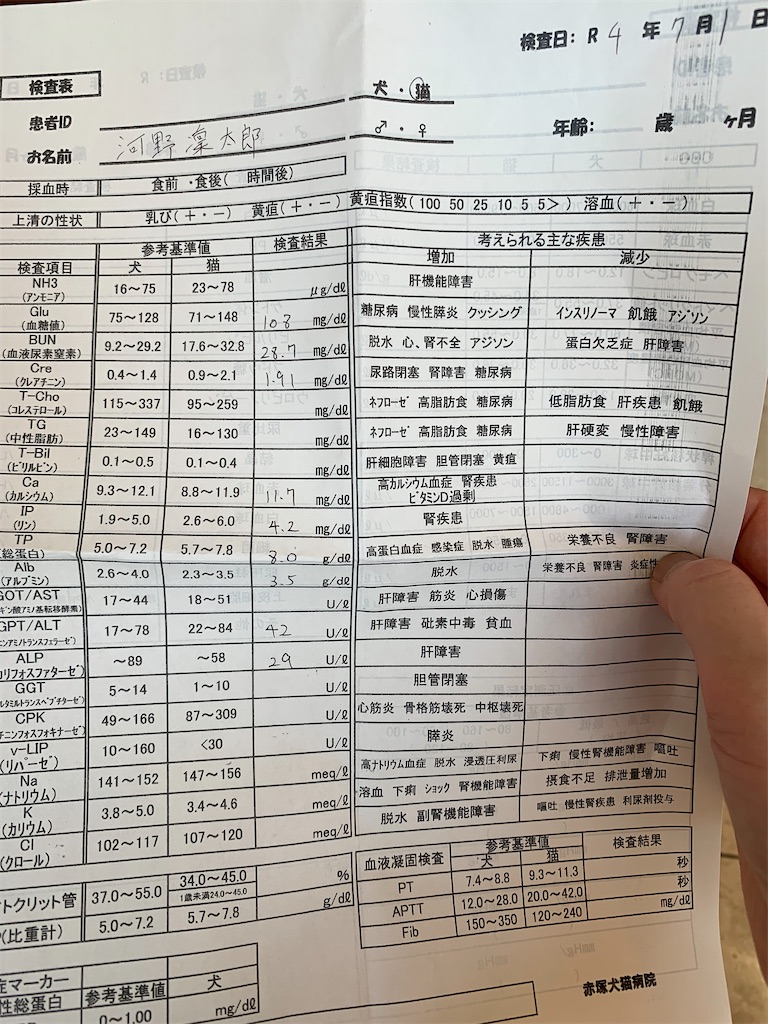 f:id:nekobacafe:20220805070211j:image