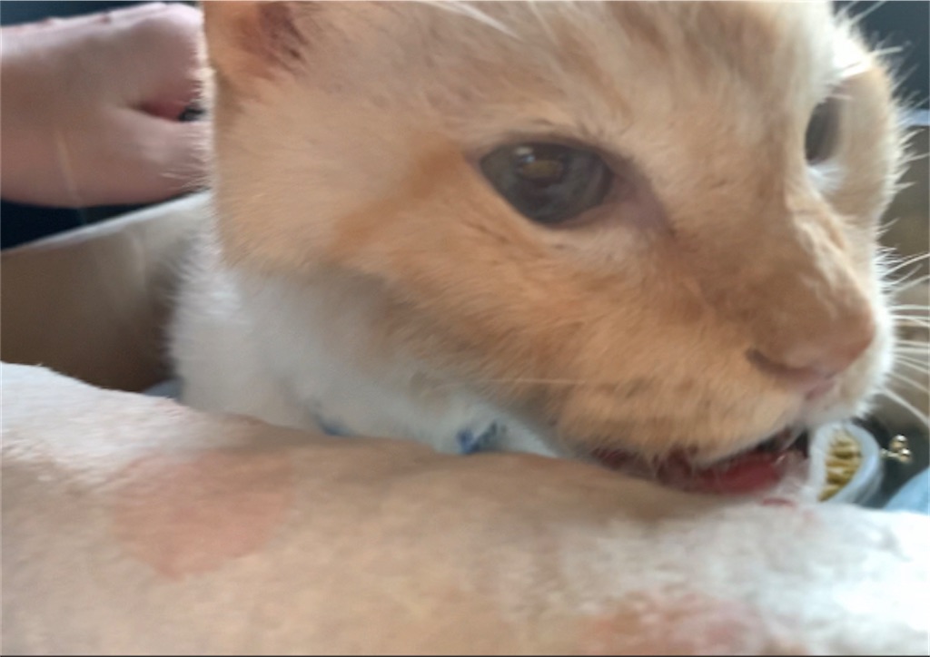 f:id:nekobacafe:20220915215517j:image