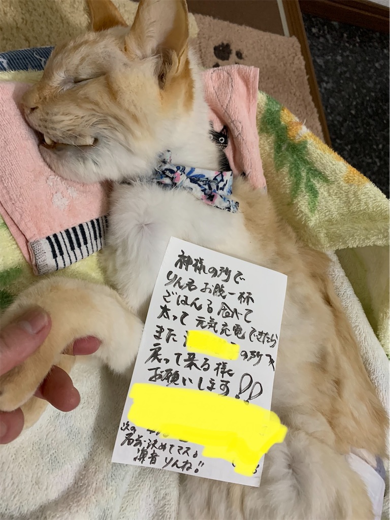 f:id:nekobacafe:20221008062210j:image