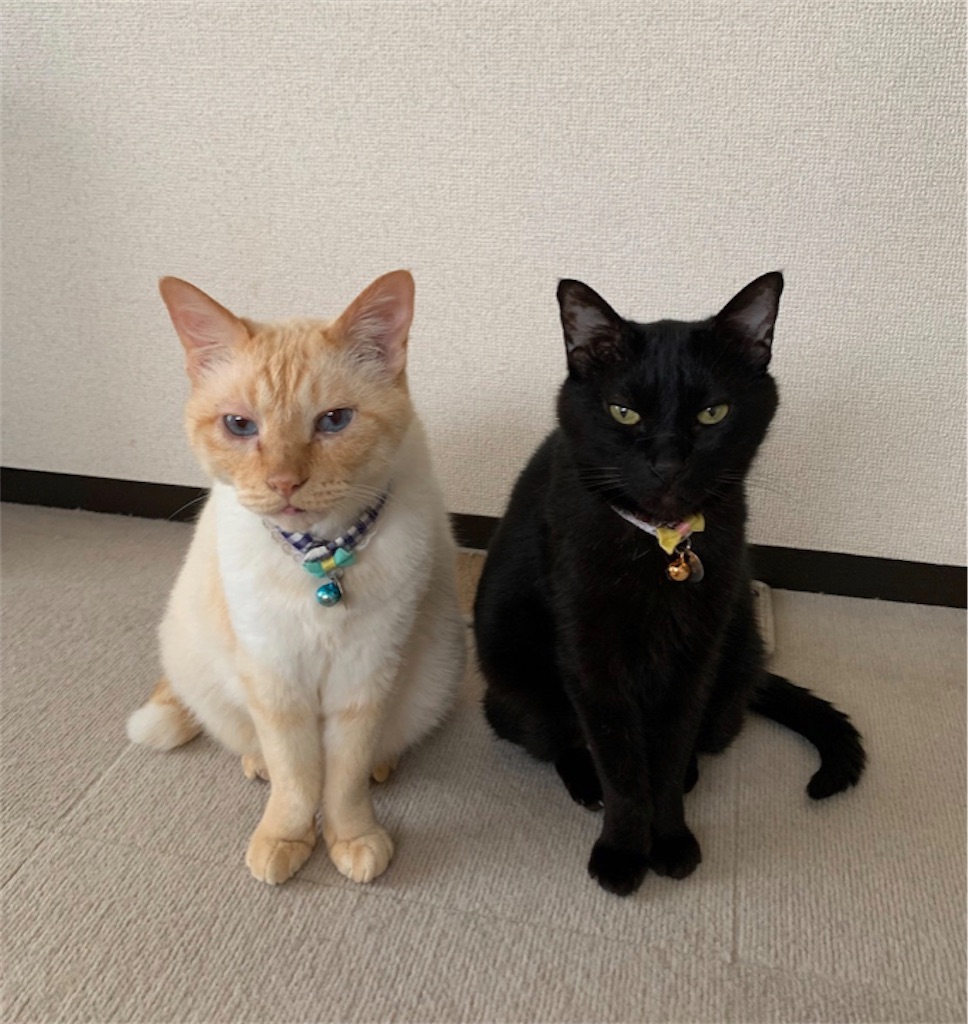 f:id:nekobacafe:20221019040137j:image