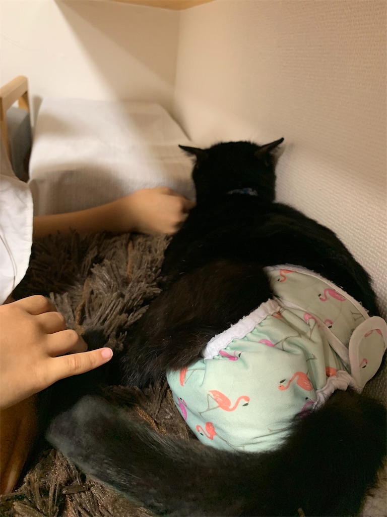 f:id:nekobacafe:20221213200428j:image
