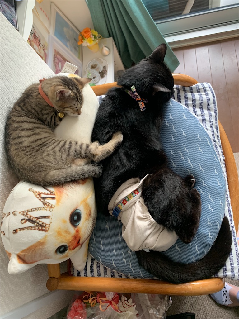 f:id:nekobacafe:20230627070408j:image