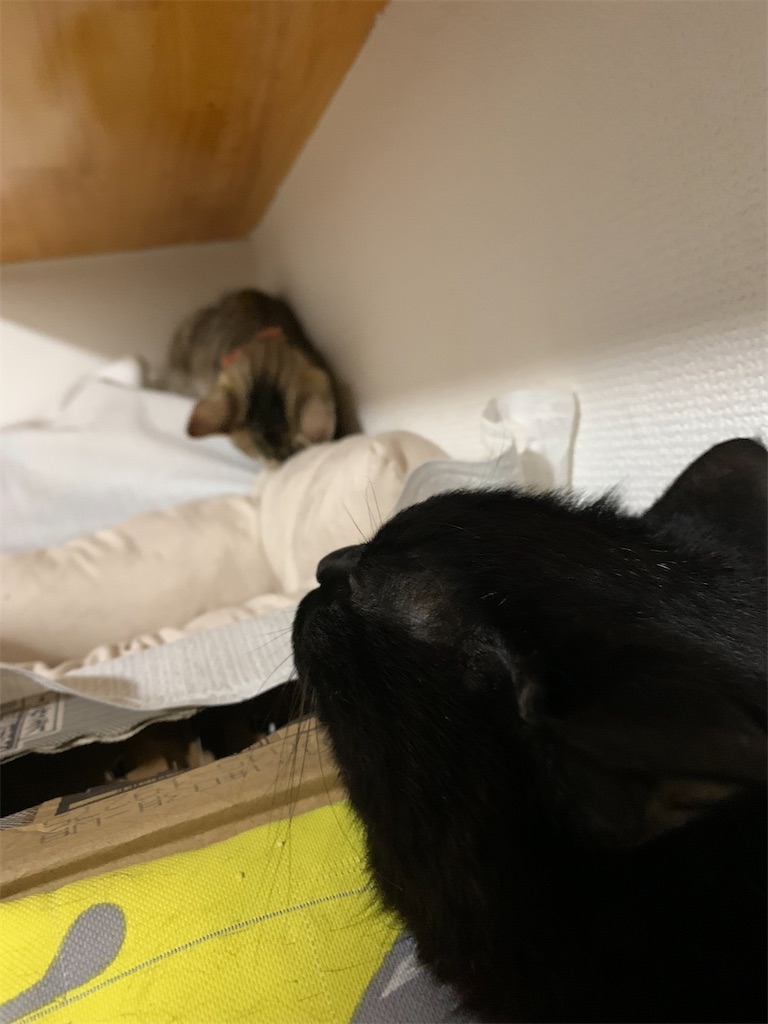 f:id:nekobacafe:20230716182815j:image