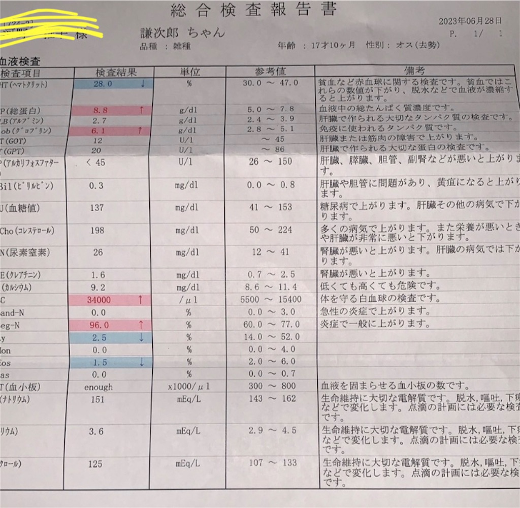 f:id:nekobacafe:20230716213427j:image