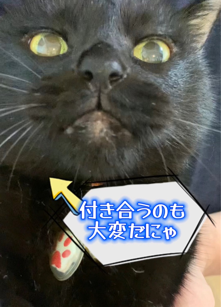 f:id:nekobacafe:20230816003214j:image
