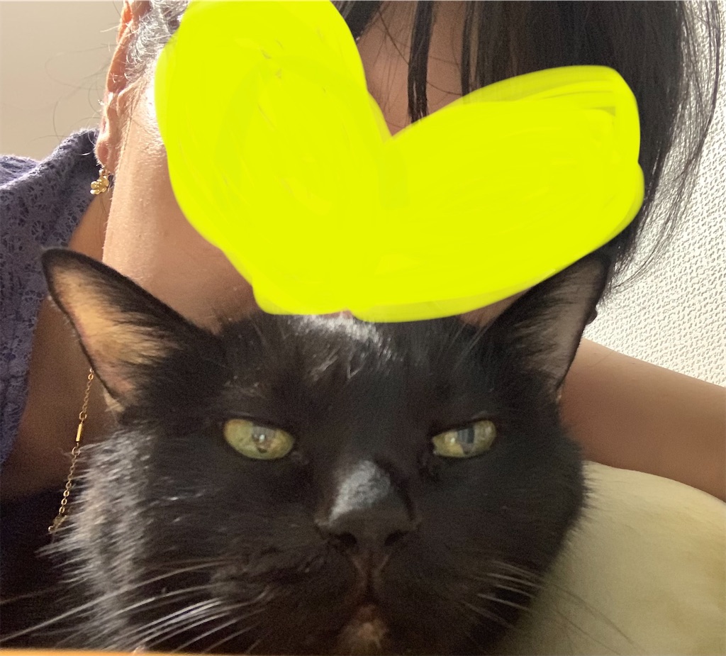 f:id:nekobacafe:20230816003506j:image