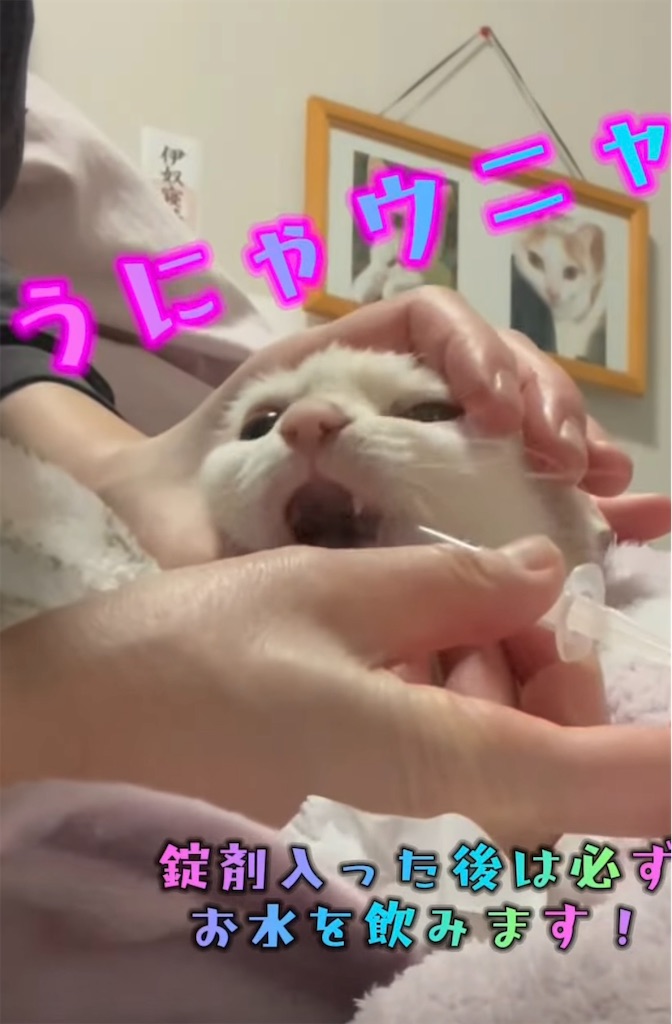 f:id:nekobacafe:20231231004735j:image f:id:nekobacafe:20231231004735j:image
