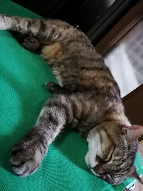 f:id:nekobass369:20190722182742j:image f:id:nekobass369:20190722182742j:image