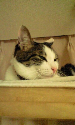 f:id:nekobeerlaw:20180105171857j:plain