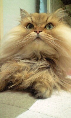 f:id:nekobeerlaw:20180106162516j:plain