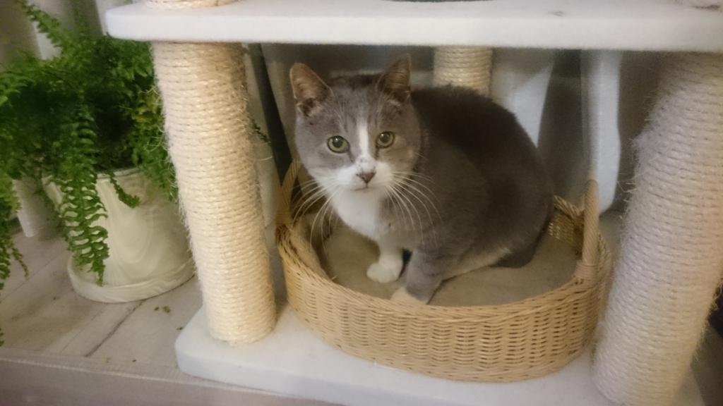 f:id:nekobeerlaw:20180108162235j:plain