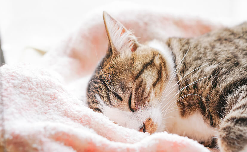 f:id:nekobesan:20190412175020j:plain