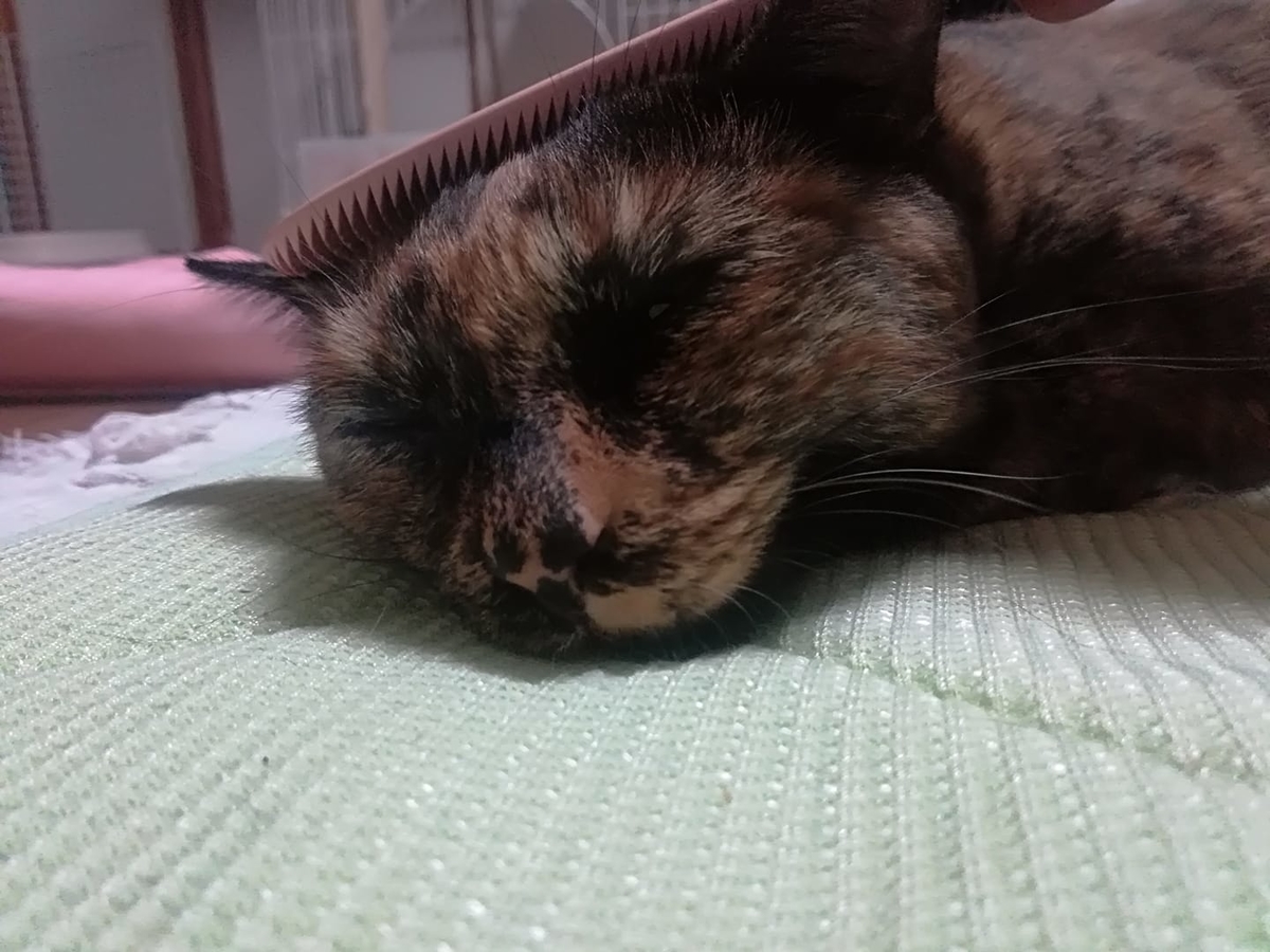 f:id:nekobesan:20190513183826j:plain
