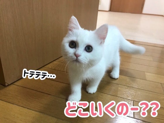 妹まる的ポムさん可愛いところベスト3 Nekobeya 妹まる的ポムさん可愛いところベスト3 Nekobeya